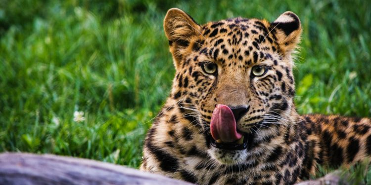 Grayscale Launches Solana Trust Following Investors ‘Appetite’