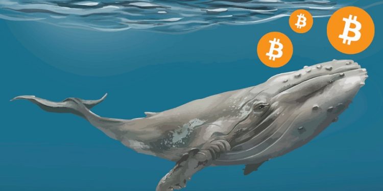 Bitcoin Whale Address Containing $11 Million Activates After 9-Year Dormancy