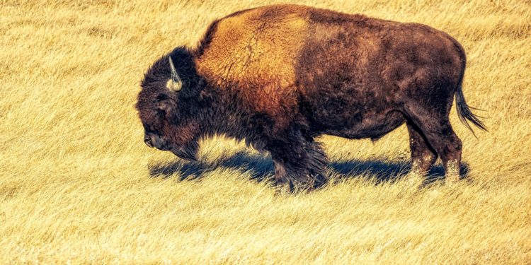 Open Interest Shows Strong Trend Up