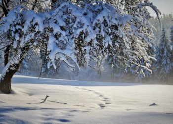 Safe Cryptos To Invest in During a Crypto Winter