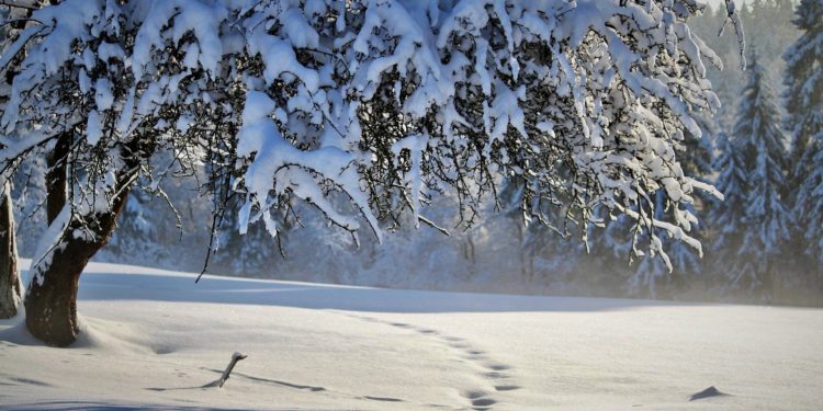 Safe Cryptos To Invest in During a Crypto Winter