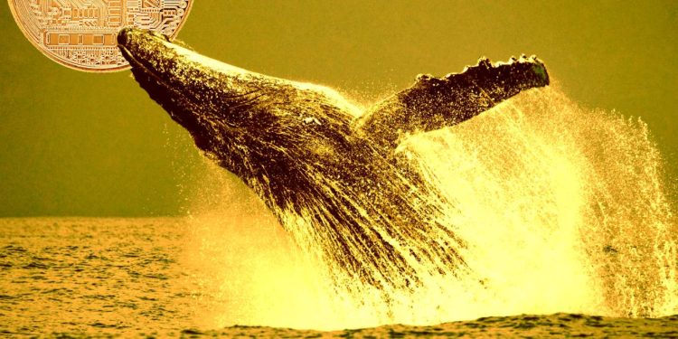 Whales Are Amassing Two Ethereum-Based Altcoins As Bitcoin and Crypto Consolidation Continues