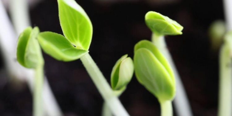 Crypto in 2022 Will Bring New and Older Emergent Trends to the Fore