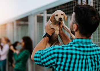 Discovery Communications Releases Puppy Bowl NFTs to Benefit Ariana Grande’s Animal Rescue Charity