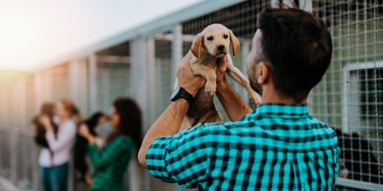 Discovery Communications Releases Puppy Bowl NFTs to Benefit Ariana Grande’s Animal Rescue Charity