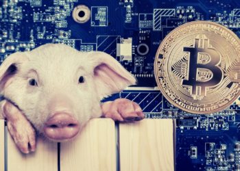 Australian Piggery Makes History Taking Surplus Energy And Mining Bitcoin