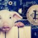Australian Piggery Makes History Taking Surplus Energy And Mining Bitcoin