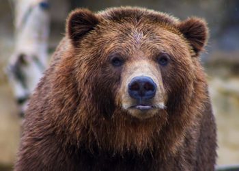 Start Of Bear Period? Current Bitcoin Trend Looks Similar To June