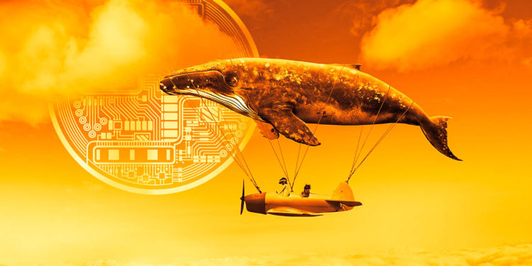 Massive Crypto Whale Quietly Accumulating One Ethereum Competitor and Top Gaming Altcoin
