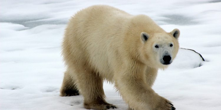 SOPR Shows Bitcoin Holders Continue To Sell At A Loss, Similar To May-June 2021