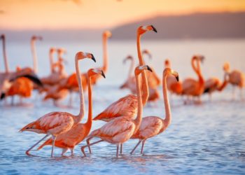 FlamingoDAO NFT Portfolio Valuation Touches $1B