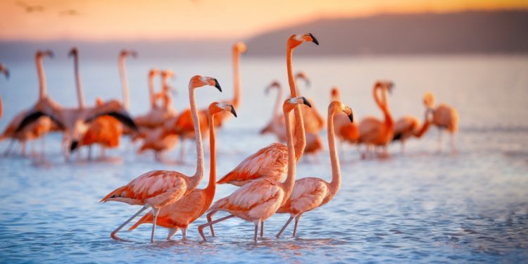 FlamingoDAO NFT Portfolio Valuation Touches $1B