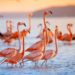 FlamingoDAO NFT Portfolio Valuation Touches $1B