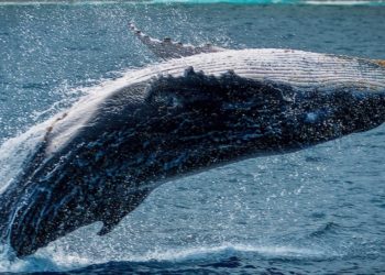 Bitcoin On Track To $50K, Why BTC Whales May Blaze The Trail