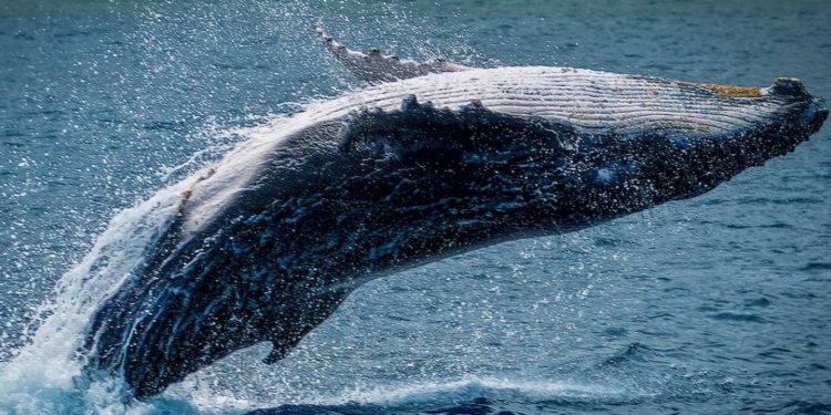 Bitcoin On Track To $50K, Why BTC Whales May Blaze The Trail