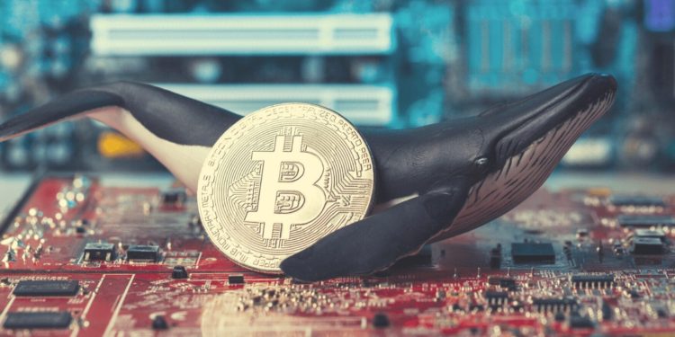 Chainalysis Reveals ‘Criminal Whales’ Hold $25 Billion In Digital Assets