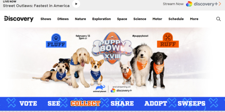 Puppy Bowl Partners With Chronicle For Exclusive NFT Collection
