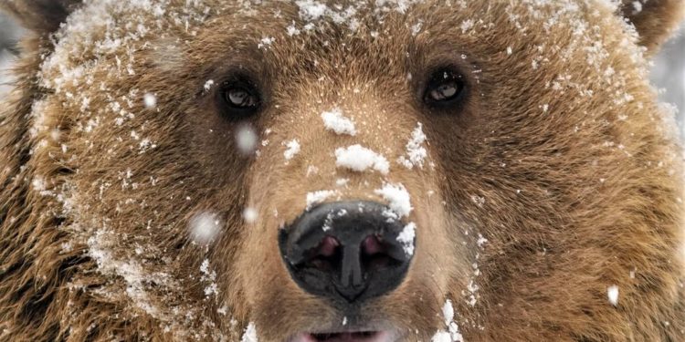 Optimistic Forecasts Appear Bleak as Bitcoin, Ethereum Keep Trending Lower, BTC and ETH Flows Diverge