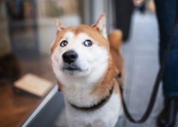 Shiba Inu Steps Into the Metaverse, LEASH Token Soars