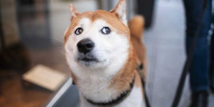 Shiba Inu Steps Into the Metaverse, LEASH Token Soars