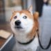 Shiba Inu Steps Into the Metaverse, LEASH Token Soars