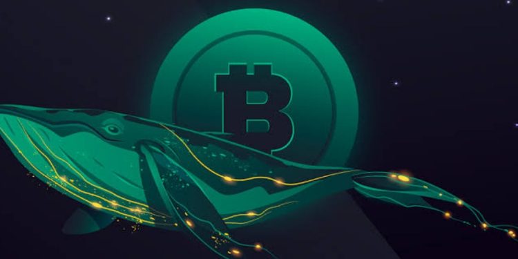 Criminal Whales Hold $25 Billion In Crypto Assets: Chainalysis Report