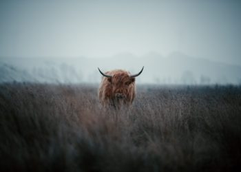 NVT Ratio Suggests BTC Is Currently Undervalued