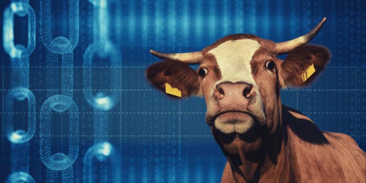 Australian BeefLedger Blockchain Goes Into Administration