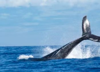 Cardano Whales Hoard?, What Could Save ADA From Further Losses
