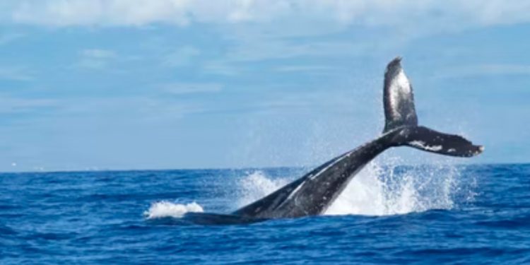 Cardano Whales Hoard?, What Could Save ADA From Further Losses