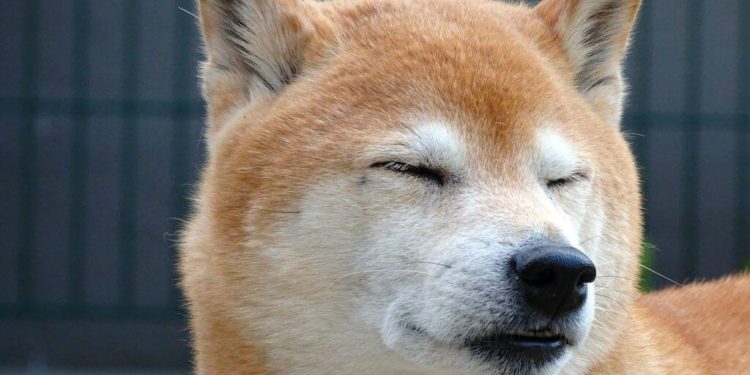 32,000 Holders Lose Interest In The ‘Dogecoin Killer’