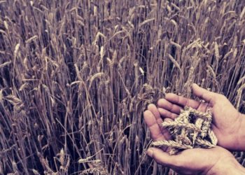Pilot Concept: Agricultural Loans Backed By Tokenised Grains: SOYA, CORA, WHEA