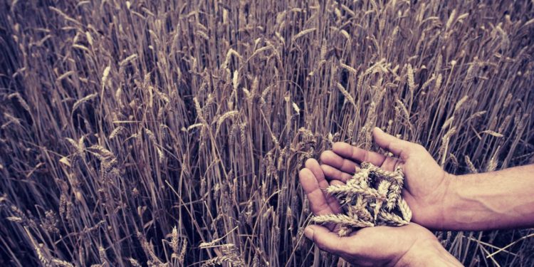 Pilot Concept: Agricultural Loans Backed By Tokenised Grains: SOYA, CORA, WHEA