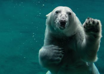 Bitcoin Top 10 Whale Inflows Form Historic Bear Signal