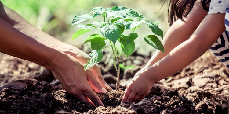 PlanetWatch Partners with Treedom to Launch “Stake for the Planet” Initiative