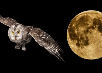 Moonbirds NFT Sells For $1 Million Within A Week Of Launch