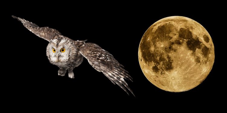 Moonbirds NFT Sells For $1 Million Within A Week Of Launch