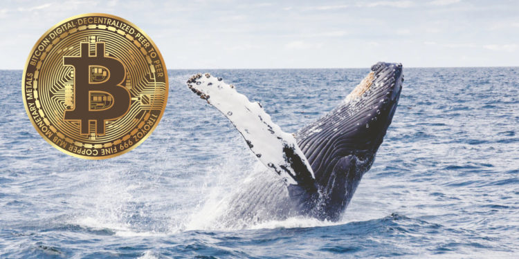 Number Of Bitcoin Millionaires On The Rise As Accumulation Continues