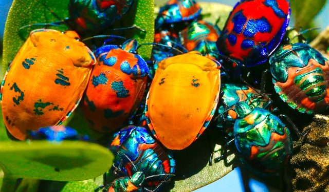 Axie Infinity $1M Bug Bounty