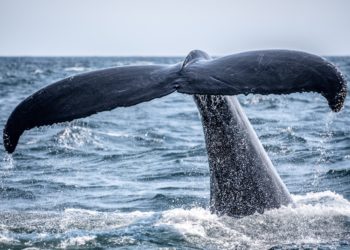 Bitcoin Whales Buy The Dip As BTC Drops To $39k