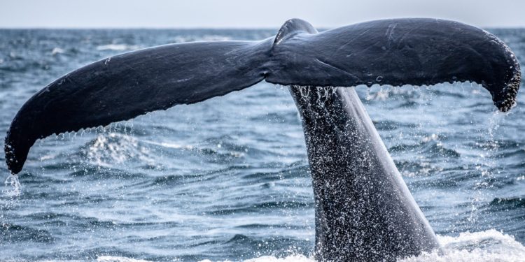 Bitcoin Whales Buy The Dip As BTC Drops To $39k