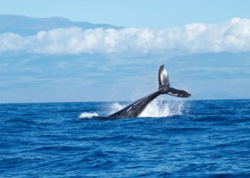 Bitcoin Bearish Signal: Whales Ramp Up Dumping