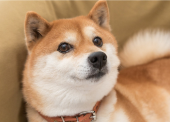 Dogecoin Market Cap Shed $6-B Last Month