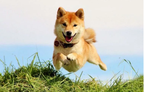 Shiba Inu Hops By 45% In A Week – What Could Have Pushed SHIB Up?