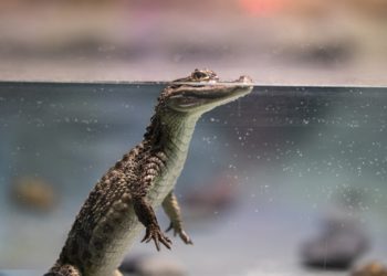 Lacoste makes its way into the web3 ecosystem with UNDW3