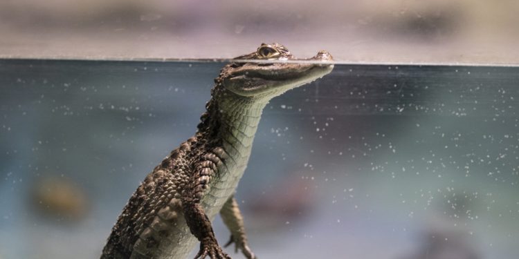 Lacoste makes its way into the web3 ecosystem with UNDW3