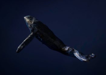 Bitcoin Recovery Slows Down As Whale Inflows Remain Elevated