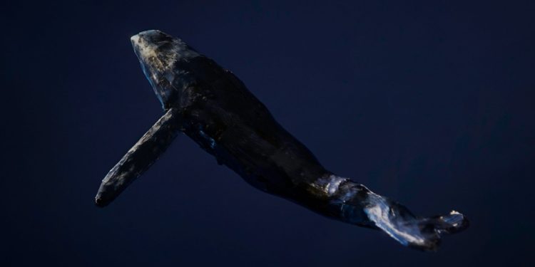 Bitcoin Recovery Slows Down As Whale Inflows Remain Elevated