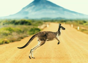 Australia Ranks Last Out Of 20 Countries In Digital Currency Ownership: UN Report