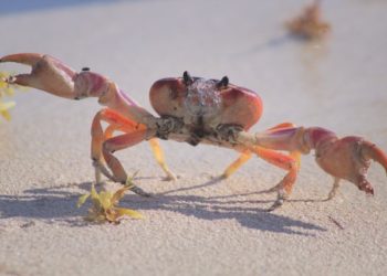 Into Crab Mode, Bitcoin Bullish Potential Capped For The Coming Months?